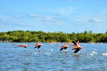 flamingos in paradise