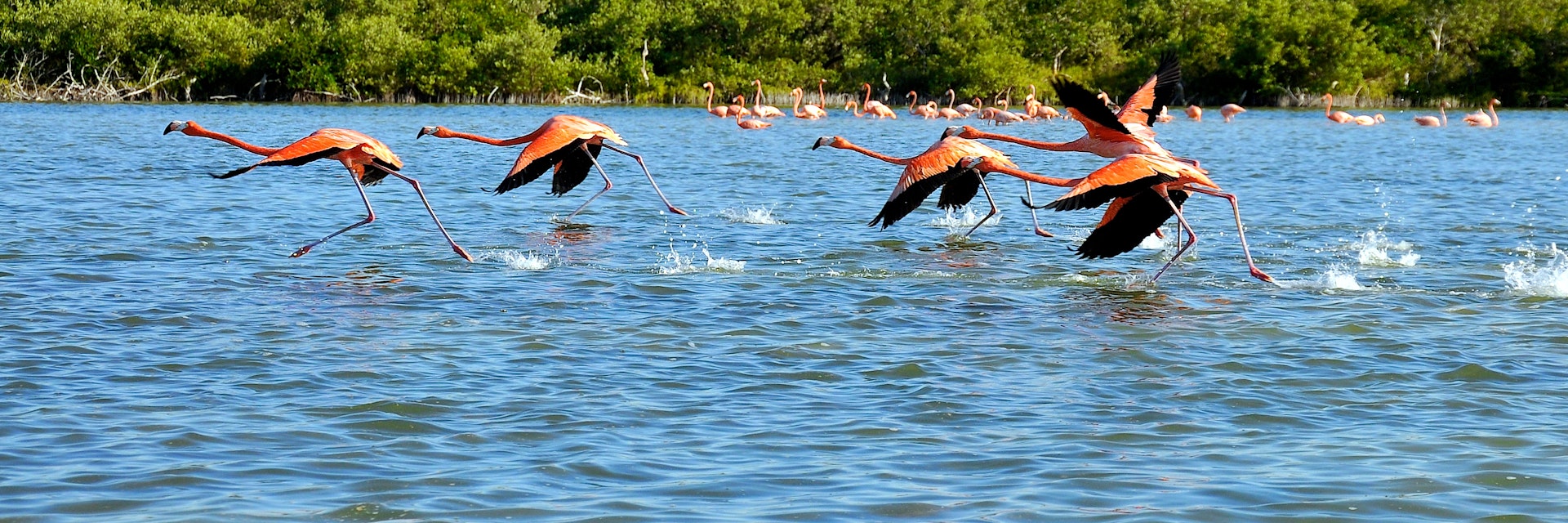 flamingos in paradise