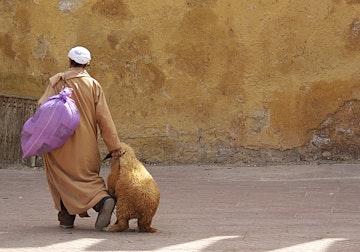 [UNVERIFIED CONTENT] A man drags a rather reluctant goat across the square just outside the Medina, in Sefrou.  Sefrou is a small town in Morocco, North of Fez. Just ahead of the muslim festival of Eid al Adha, people everywhere are buying and selling goats ready to slaughter them for their feasts.