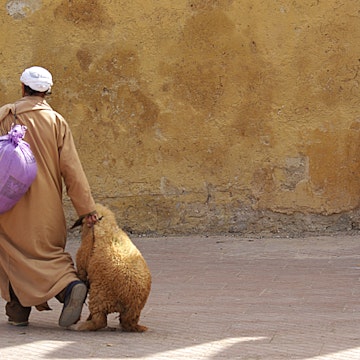 [UNVERIFIED CONTENT] A man drags a rather reluctant goat across the square just outside the Medina, in Sefrou.  Sefrou is a small town in Morocco, North of Fez. Just ahead of the muslim festival of Eid al Adha, people everywhere are buying and selling goats ready to slaughter them for their feasts.