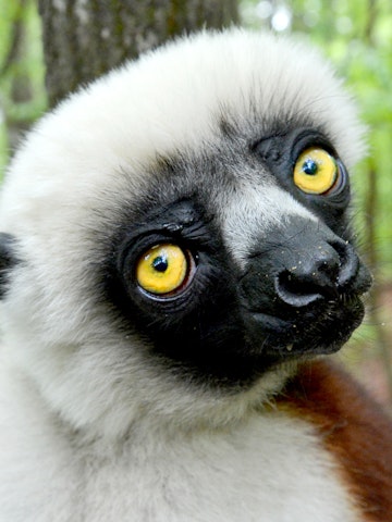 Joviana, a lemur, gazes at the camera during a media tour at the Duke Lemur Center in Durham, North Carolina, Tuesday, May 7, 2013. The lemur was the inspiration for the Kratt Brothers' (Chris and Martin), talking Coquerel's Sifaka, 'Zoboo' on the PBS children's show "Zoboomafoo". (Chuck Liddy/Raleigh News & Observer/MCT)