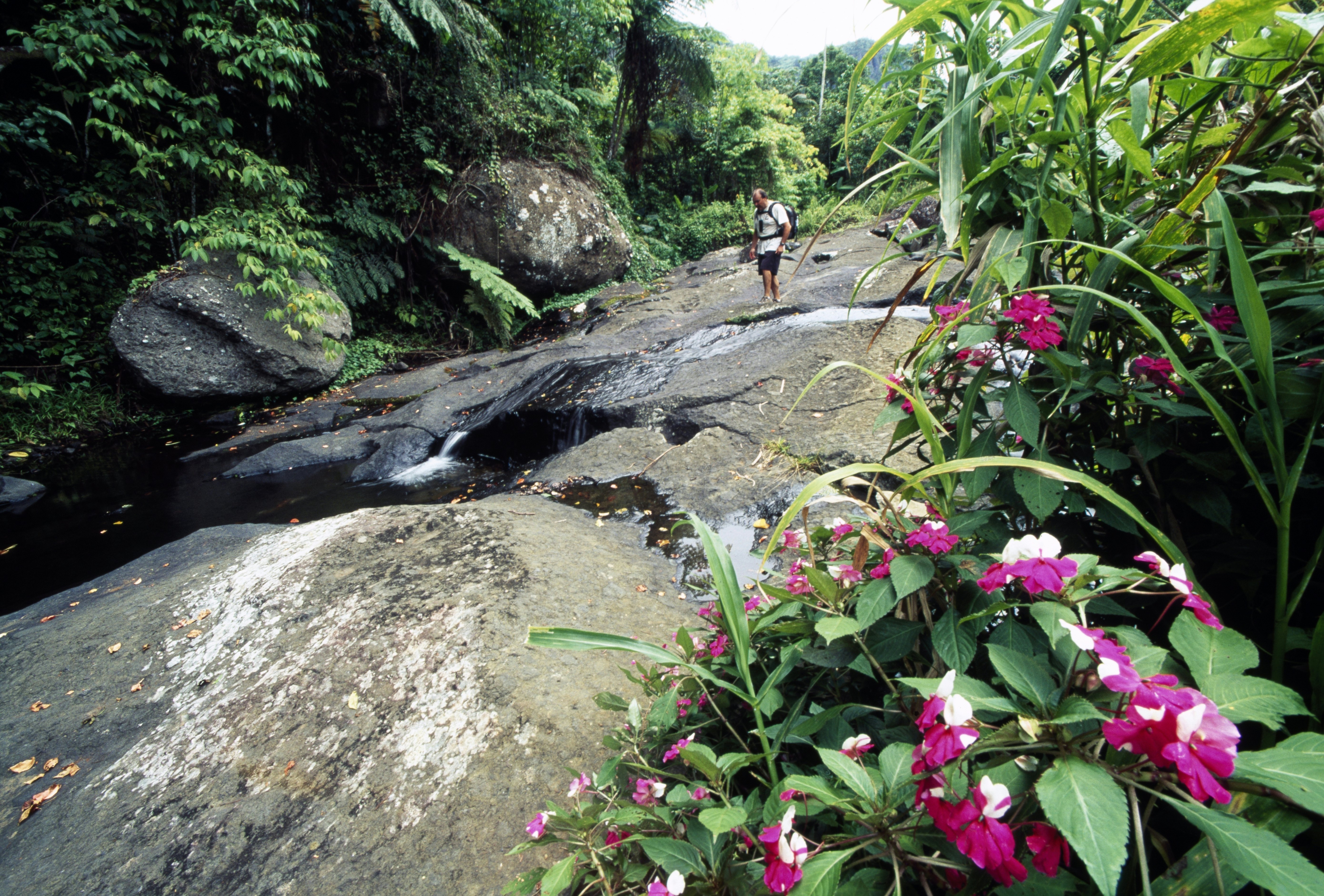 FIJI - JANUARY 11: Volcanic rocks in a subtropical forest, Koroyanitu National Heritage Park, Viti Levu Island, Fiji Islands. (Photo by DeAgostini/Getty Images)