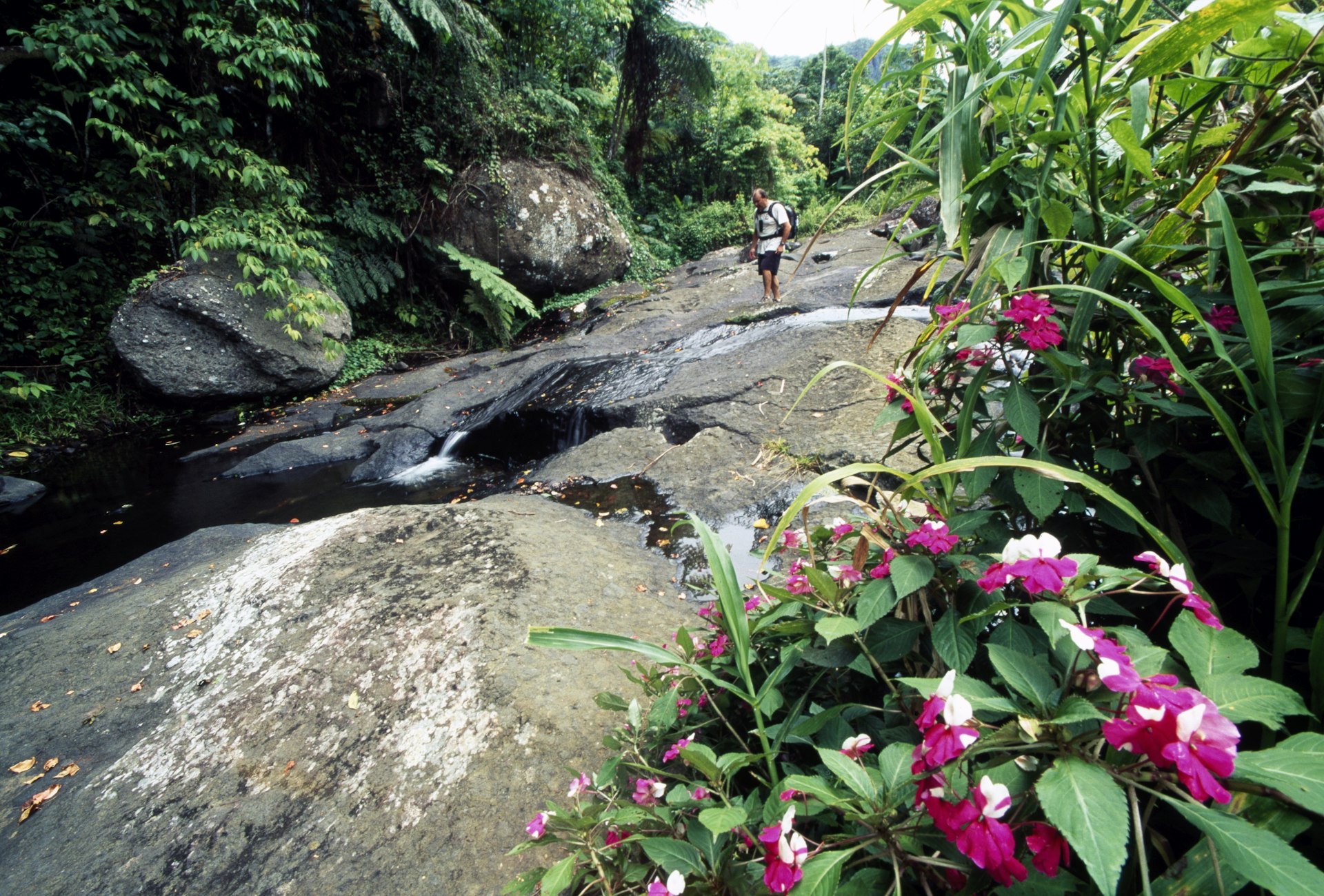 A hiker stops on a rocky stretch of a trail with pink flowers in the foreground at Koroyanitu National Heritage Park, Fiji