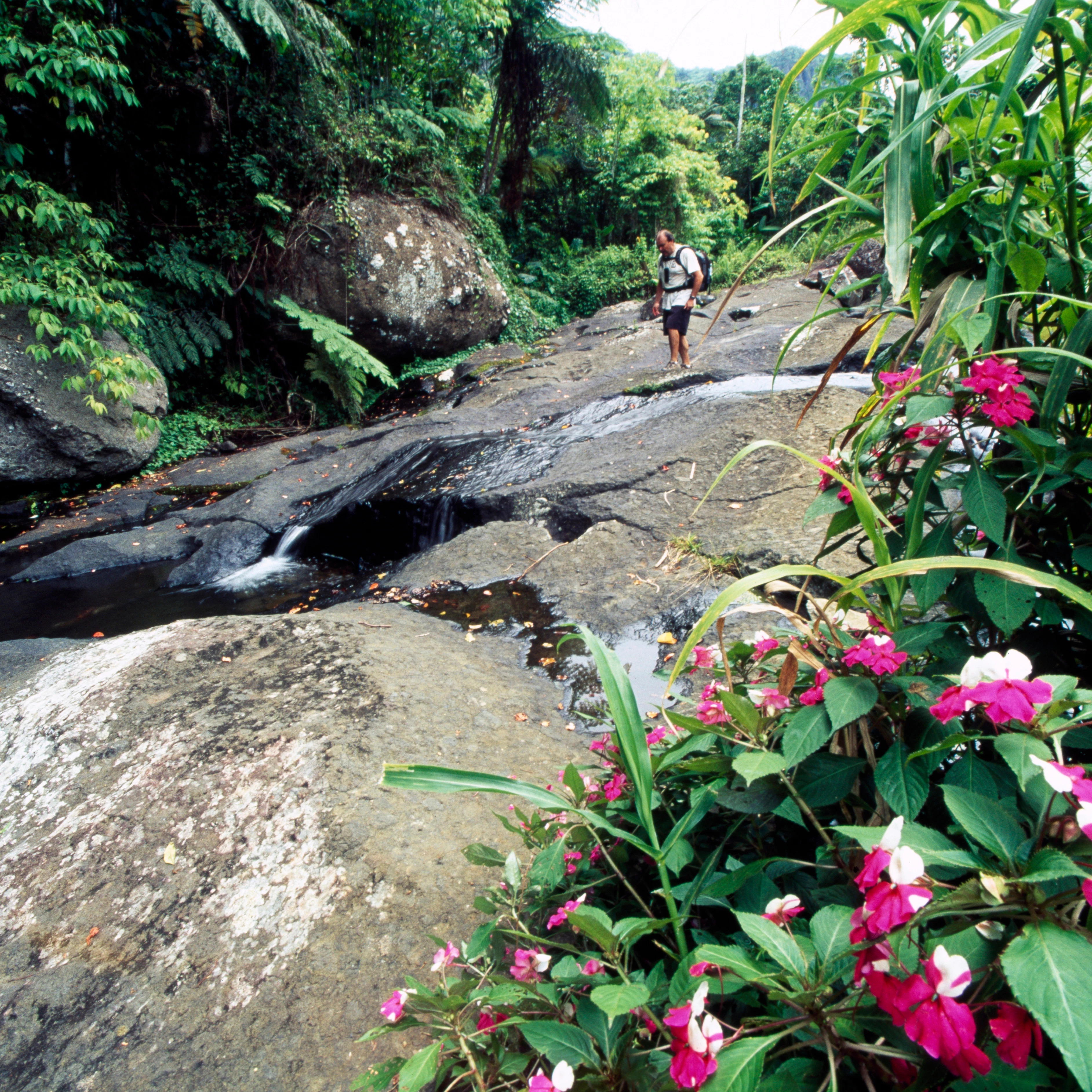 FIJI - JANUARY 11: Volcanic rocks in a subtropical forest, Koroyanitu National Heritage Park, Viti Levu Island, Fiji Islands. (Photo by DeAgostini/Getty Images)