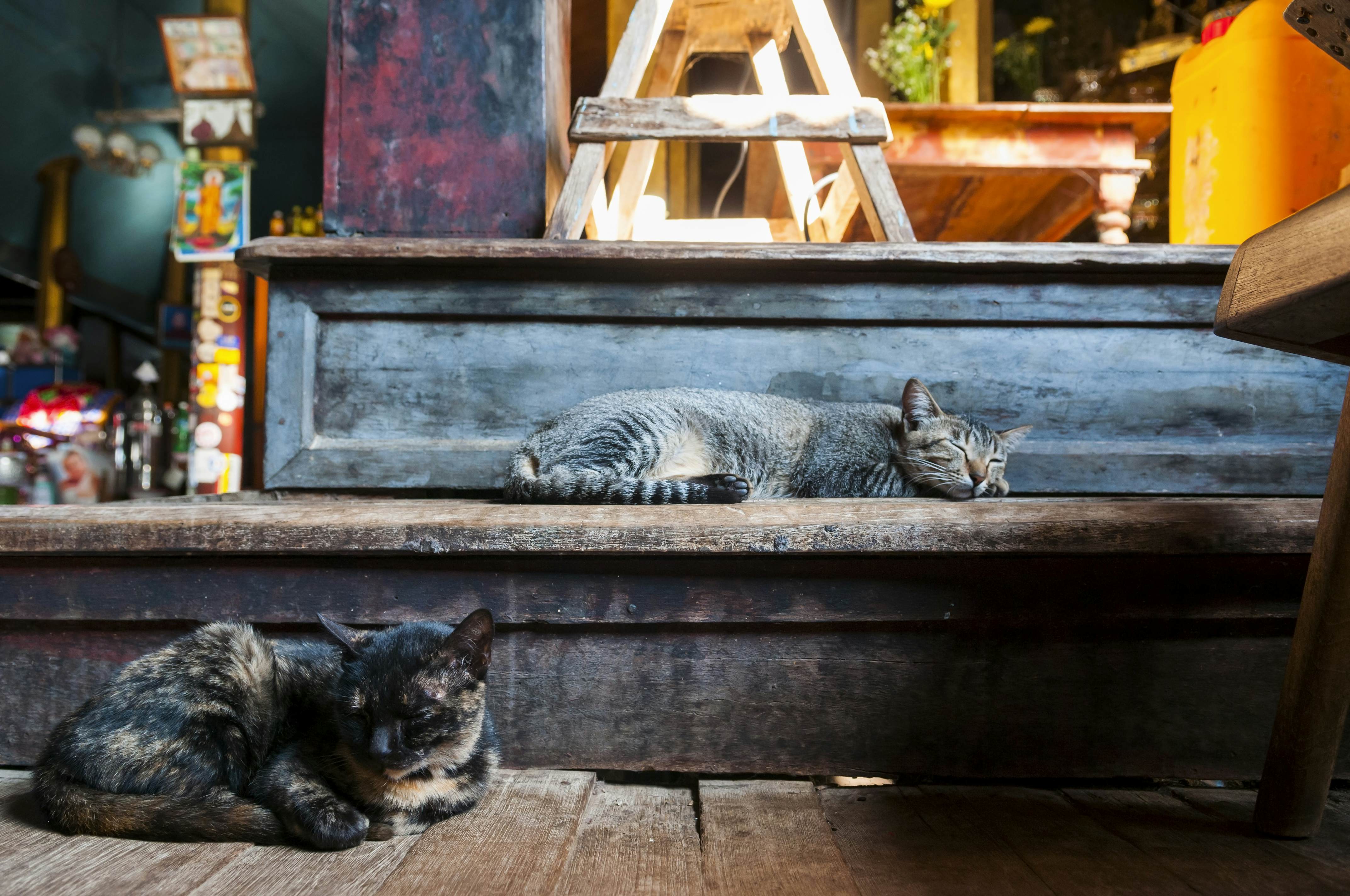 Monastery cats in Burma