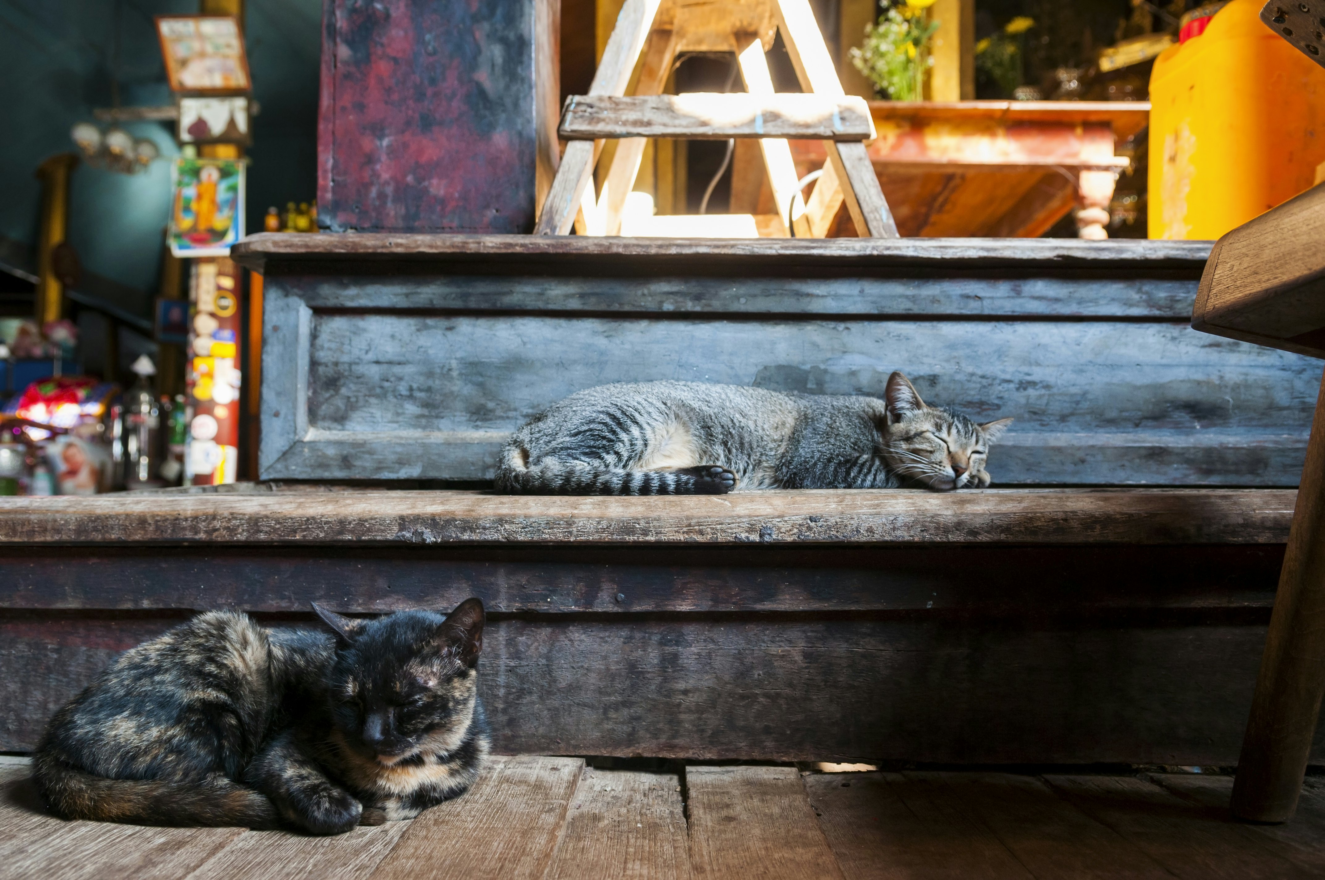Monastery cats in Burma