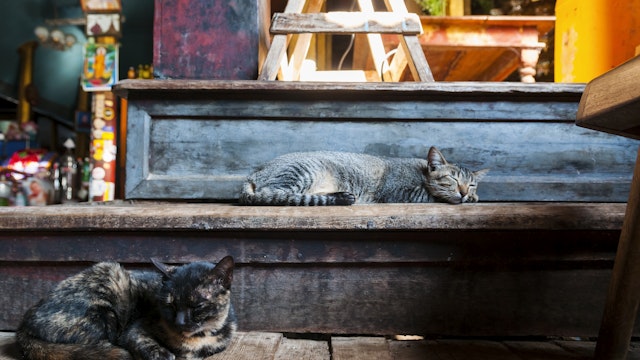 Monastery cats in Burma