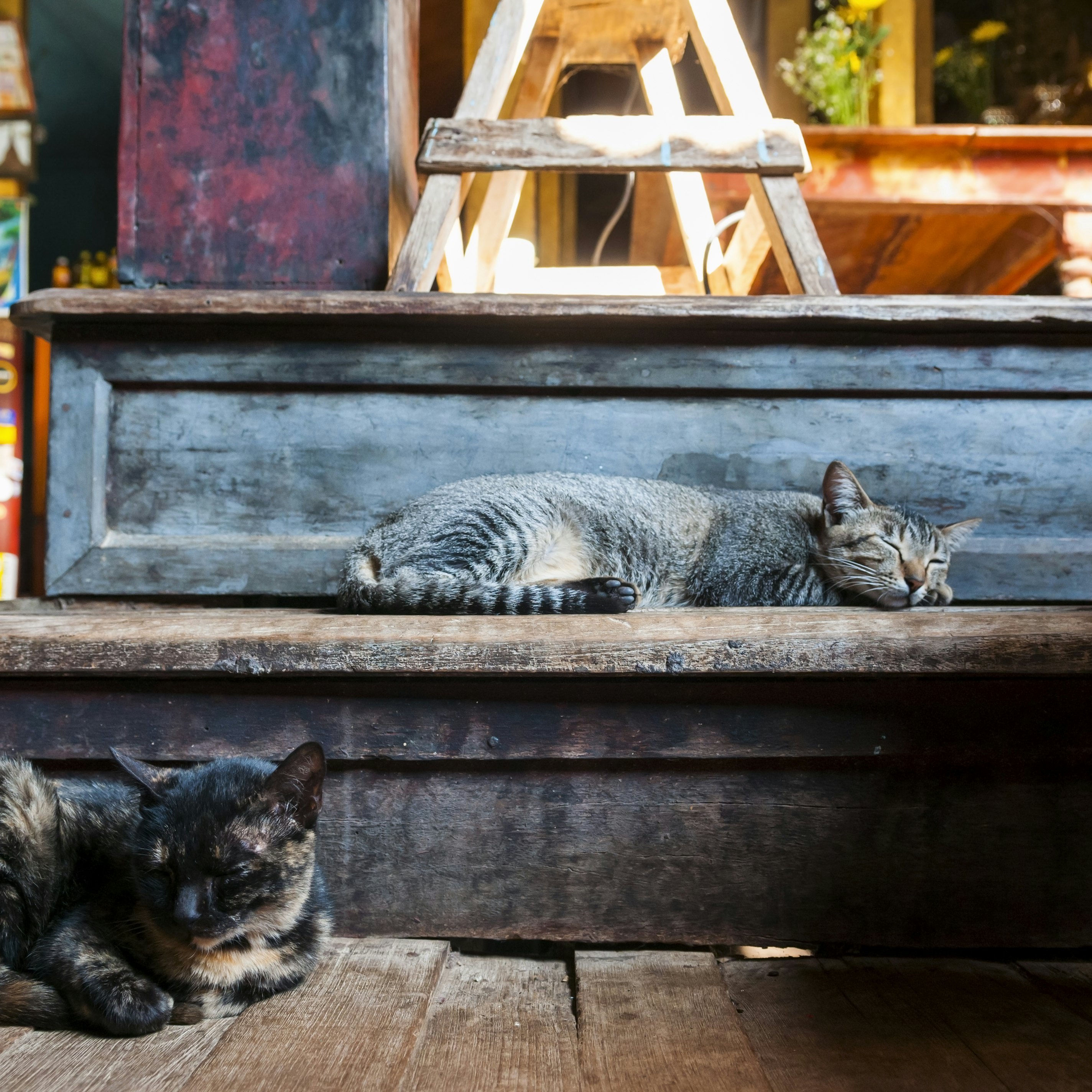 Monastery cats in Burma