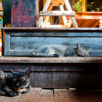 Monastery cats in Burma