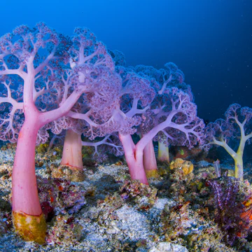 Soft corals