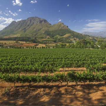Vineyard in stellenbosch, South Africa