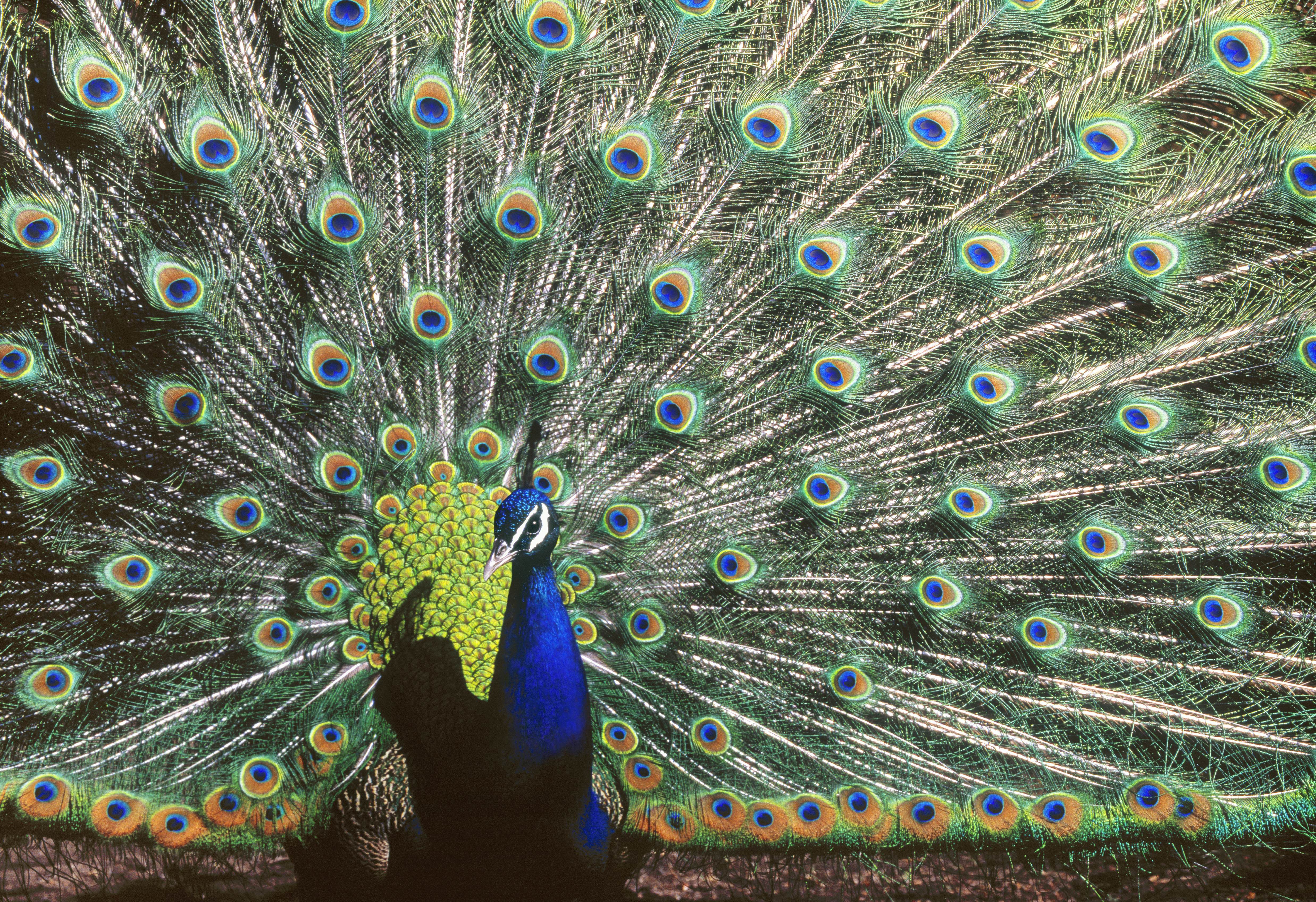 Male Peacock displaying at Calgary Zoo, Calgary, Alberta, Canada.