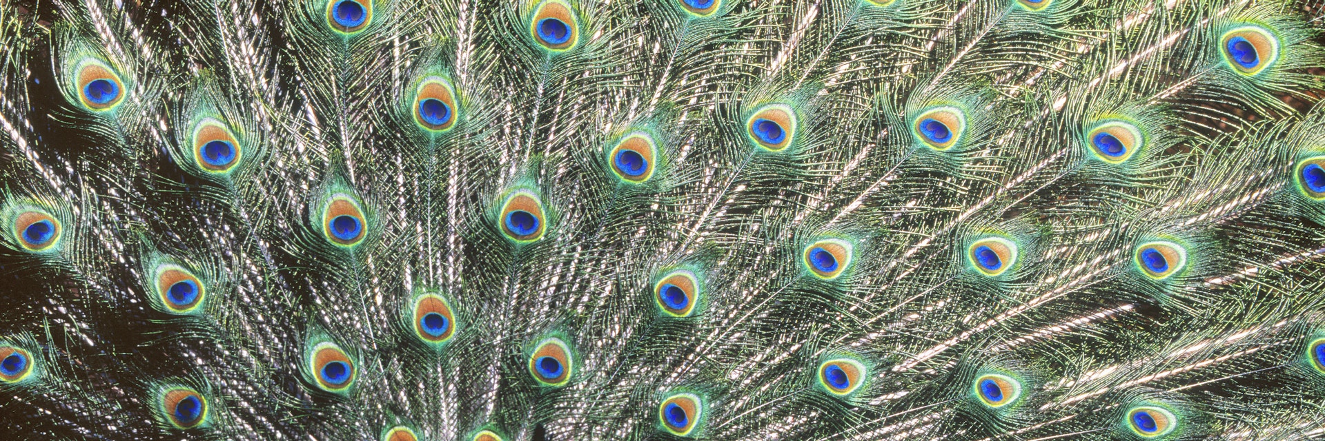 Male Peacock displaying at Calgary Zoo, Calgary, Alberta, Canada.