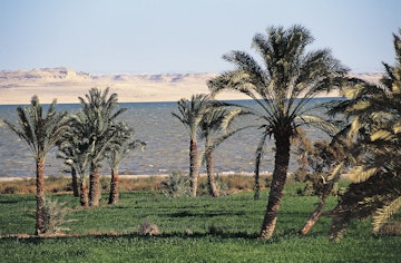 EGYPT - MARCH 25: Palm grove, Arecaceae, lake of Birket Qarun, Al-Fayoum oasis, Egypt. (Photo by DeAgostini/Getty Images)
