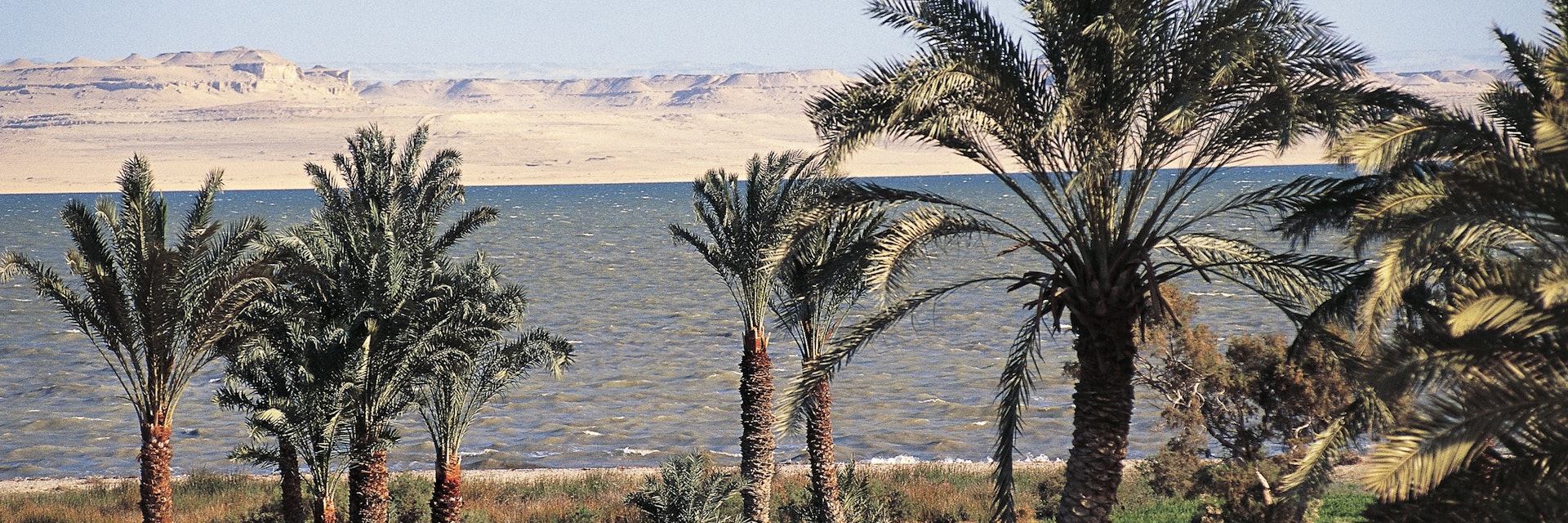 EGYPT - MARCH 25: Palm grove, Arecaceae, lake of Birket Qarun, Al-Fayoum oasis, Egypt. (Photo by DeAgostini/Getty Images)