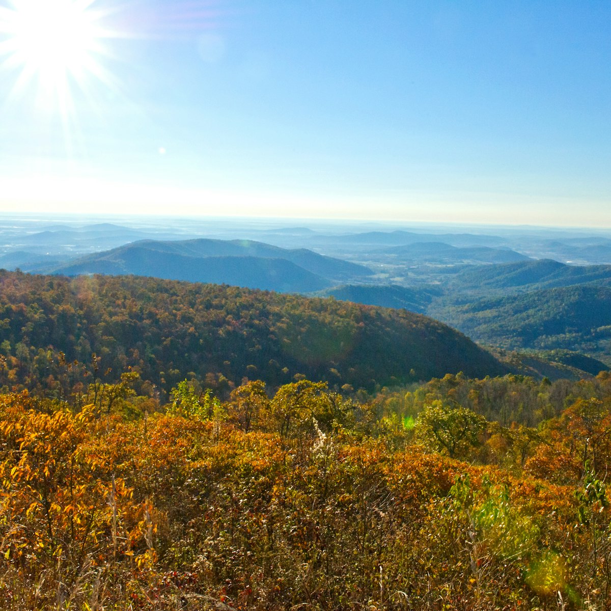 Trees at the peak of Fall color are seen looking out over the Piedmont October 26, 2013 from Shenandoah National Park in Virginia.  AFP PHOTO / Karen BLEIER        (Photo credit should read KAREN BLEIER/AFP/Getty Images)