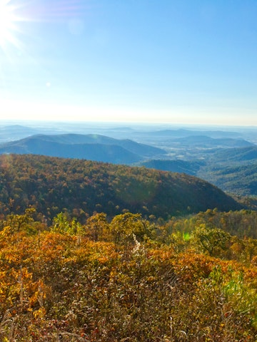 Trees at the peak of Fall color are seen looking out over the Piedmont October 26, 2013 from Shenandoah National Park in Virginia.  AFP PHOTO / Karen BLEIER        (Photo credit should read KAREN BLEIER/AFP/Getty Images)