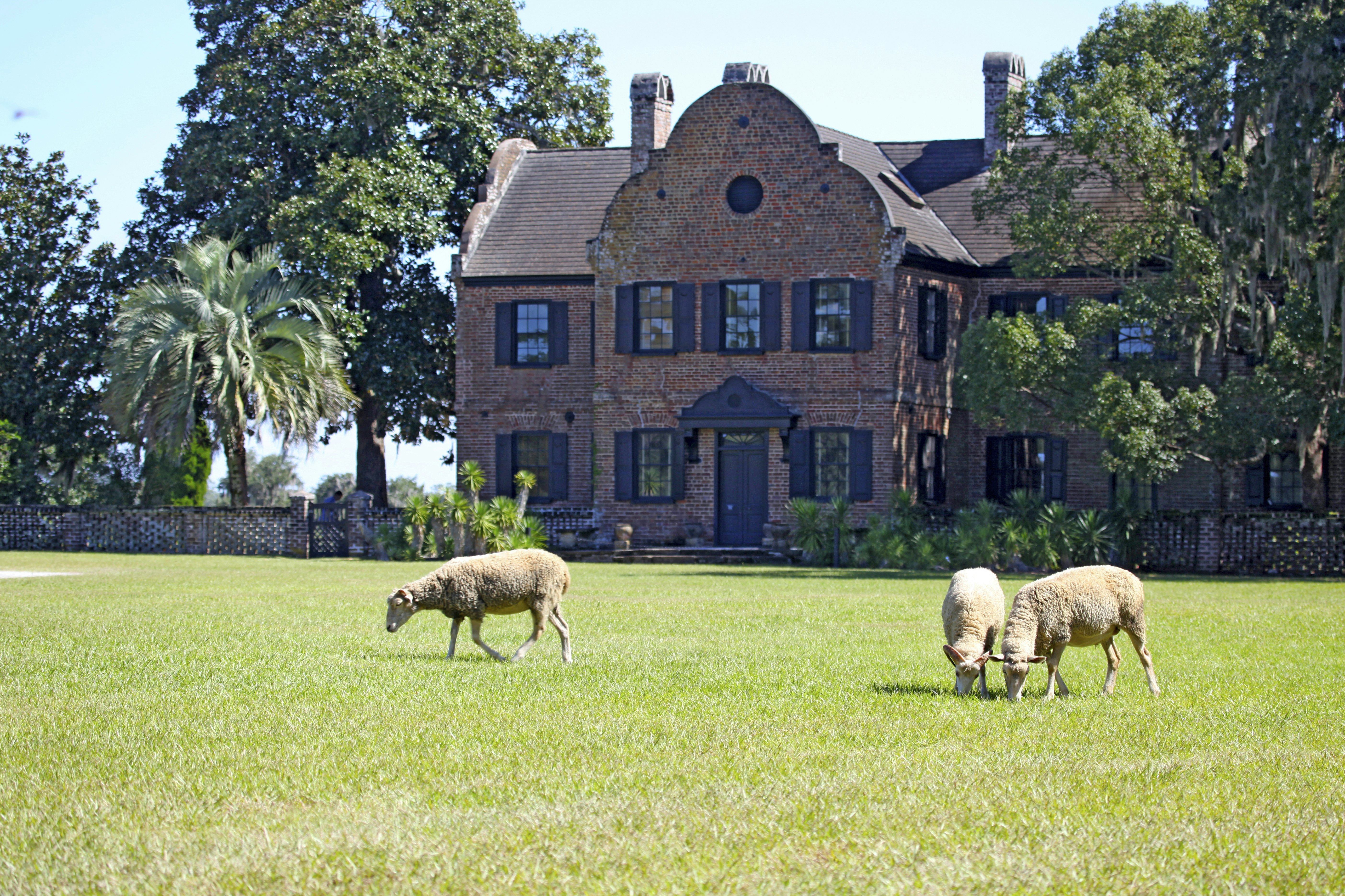 Sheep grazing at Middleton Place.