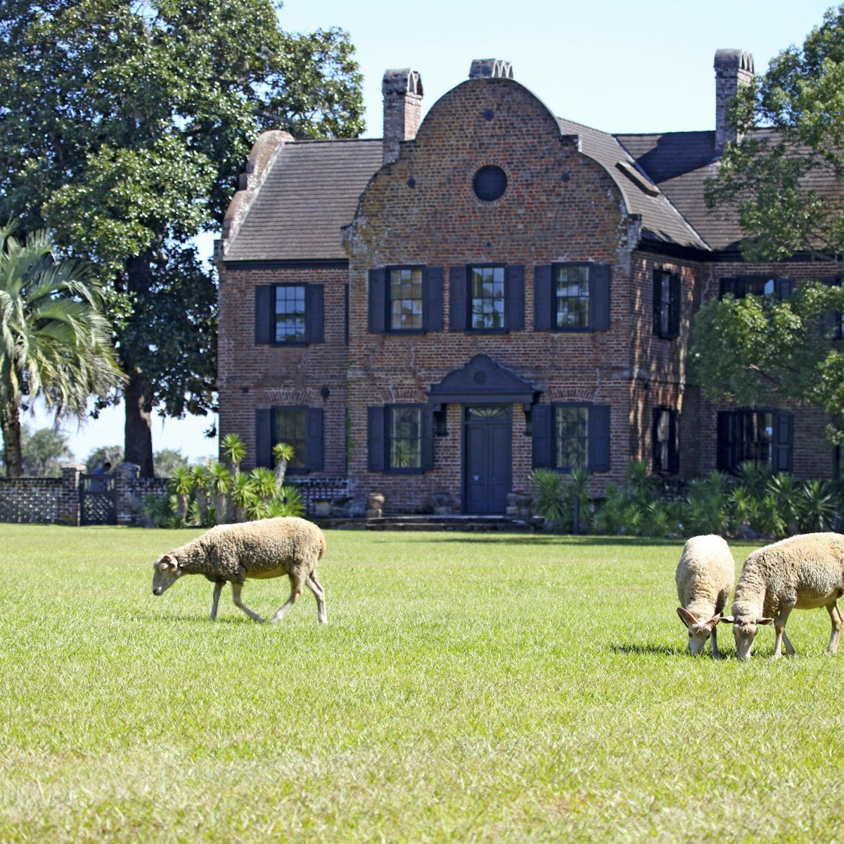 Grazing at Middleton Place