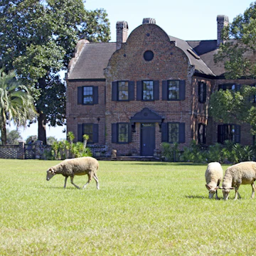 Sheep grazing at Middleton Place.