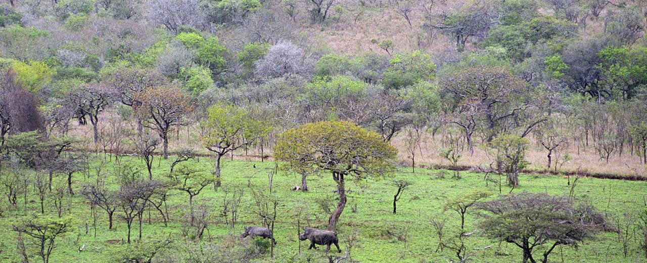 Hluhluwe Imfolozi Park Travel South Africa Africa Lonely Planet