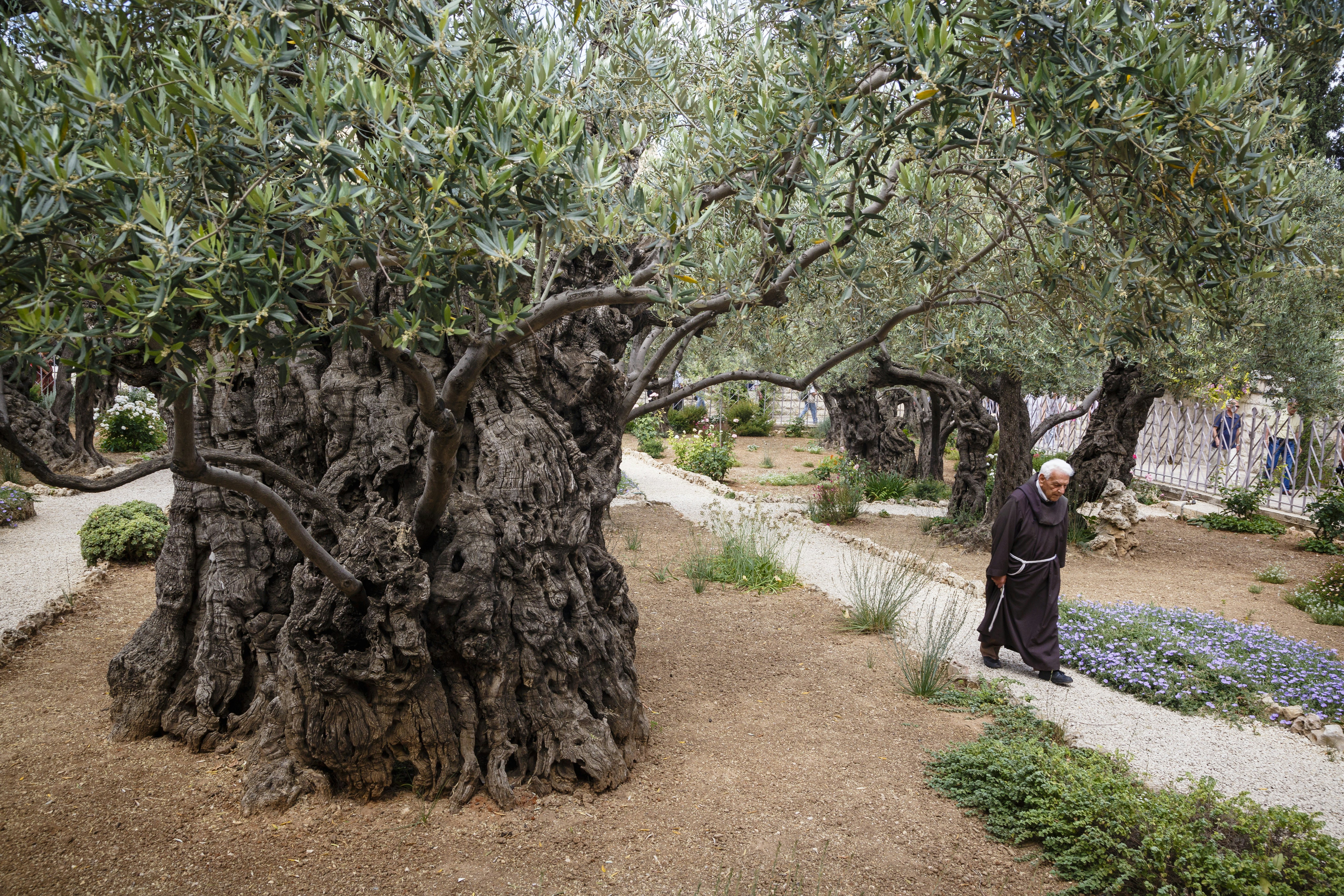 Olive trees in the Garden of Gethsemane, Jerusalem, Israel, Middle East