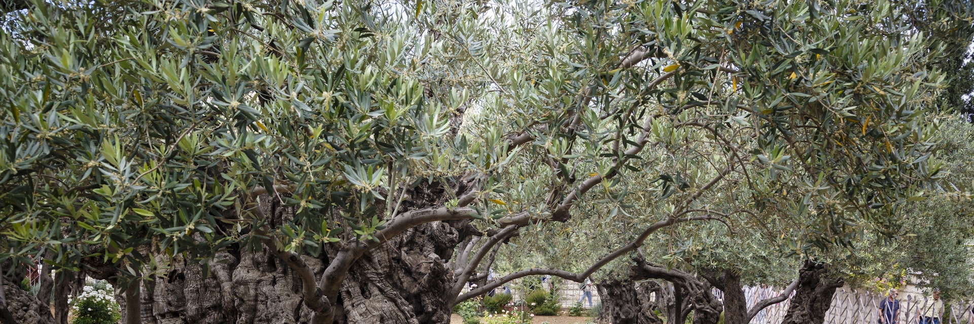 Olive trees in the Garden of Gethsemane, Jerusalem, Israel, Middle East