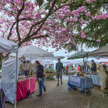 Cherry blossoms and the Saturday Market, Salt Spring Island, British Columbia, Canada