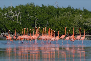 Flamingo dance before flight