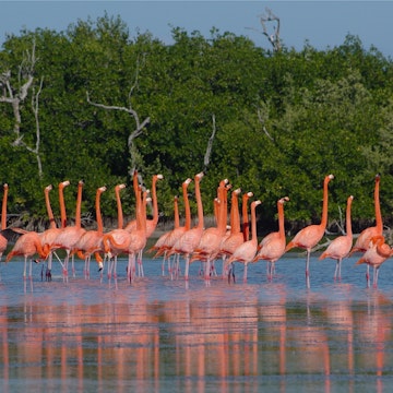 Flamingo dance before flight
