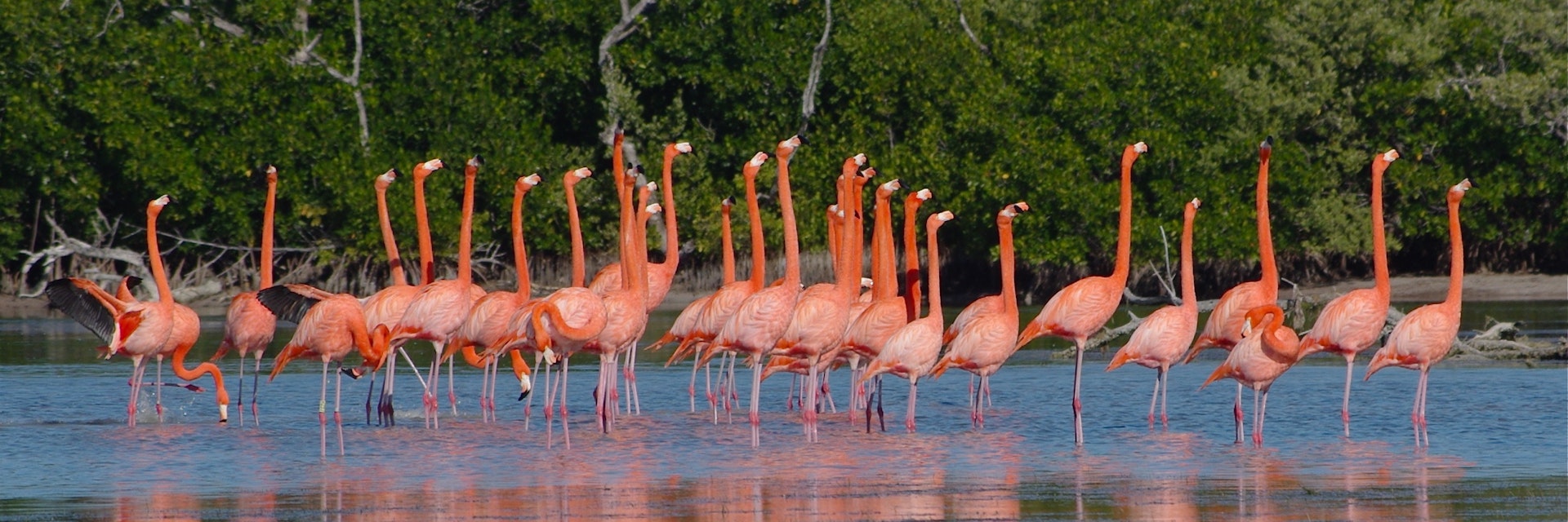 Flamingo dance before flight