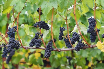 Pinot Noir Clusters