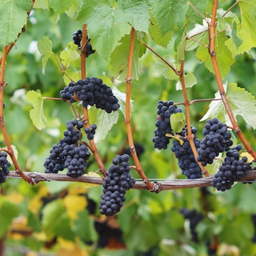Pinot Noir Clusters