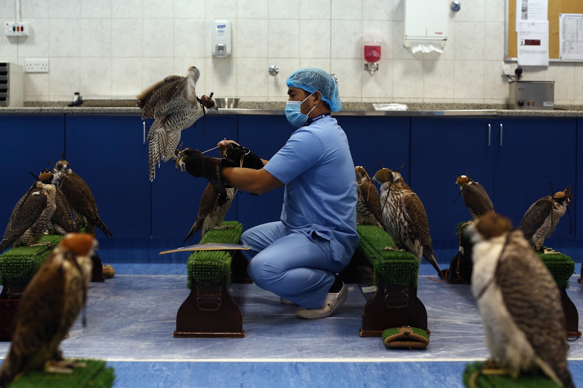 ABU DHABI, UNITED ARAB EMIRATES - FEBRUARY 03:  A falcon is placed on a bench at the Abu Dhabi Falcon Hospital, on February 3, 2015 in Abu Dhabi, United Arab Emirates. The Abu Dhabi Falcon Hospital (ADFH) is located just outside Abu Dhabi. It is the largest of its kind in the world attracting customers from all over the UAE and the wider Gulf region including Saudi Arabia, Qatar, Kuwait and Bahrain. Around 9,000 birds are treated each year for a wide range of ailments. The centre which has a an ophthalmology department, and intensive care unit is equipped to deal with everything from X-Rays, cases of Avian Flu, Falcon Pox, repairing of feathers, and general health checks and provides a 24 hour service. The centre also has two large air conditioned aviaries where falcons can rest while they are moulting, or changing their feathers. Traditionally a way of obtaining food, Falconry today has become more of a national sport and a rite of passage for many young Emirati men, who take their time to train their Falcons, developing a relationship and deep bond with the birds. Groups of friends regularly come together in the evenings to meet and train their birds where the practice becomes more about camaraderie and sharing knowledge than subsistence. The practice of Falconry was recognized by UNESCO in 2012 under the 'Intangible Cultural Heritage of Humanity' list.  (Photo by Dan Kitwood/Getty Images)