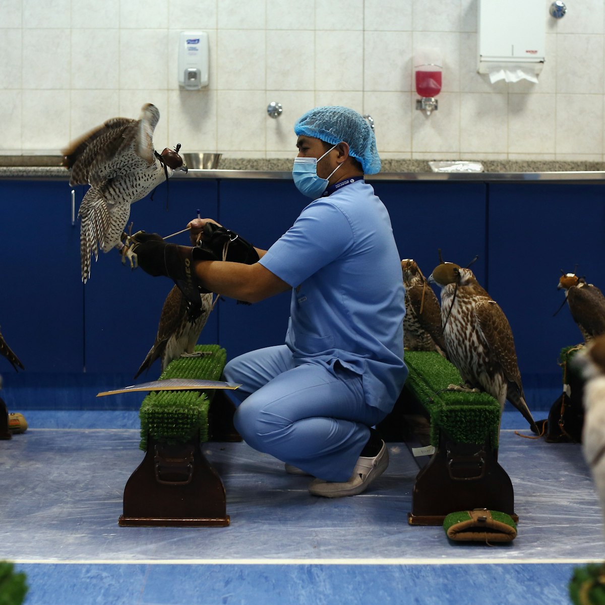 ABU DHABI, UNITED ARAB EMIRATES - FEBRUARY 03:  A falcon is placed on a bench at the Abu Dhabi Falcon Hospital, on February 3, 2015 in Abu Dhabi, United Arab Emirates. The Abu Dhabi Falcon Hospital (ADFH) is located just outside Abu Dhabi. It is the largest of its kind in the world attracting customers from all over the UAE and the wider Gulf region including Saudi Arabia, Qatar, Kuwait and Bahrain. Around 9,000 birds are treated each year for a wide range of ailments. The centre which has a an ophthalmology department, and intensive care unit is equipped to deal with everything from X-Rays, cases of Avian Flu, Falcon Pox, repairing of feathers, and general health checks and provides a 24 hour service. The centre also has two large air conditioned aviaries where falcons can rest while they are moulting, or changing their feathers. Traditionally a way of obtaining food, Falconry today has become more of a national sport and a rite of passage for many young Emirati men, who take their time to train their Falcons, developing a relationship and deep bond with the birds. Groups of friends regularly come together in the evenings to meet and train their birds where the practice becomes more about camaraderie and sharing knowledge than subsistence. The practice of Falconry was recognized by UNESCO in 2012 under the 'Intangible Cultural Heritage of Humanity' list.  (Photo by Dan Kitwood/Getty Images)