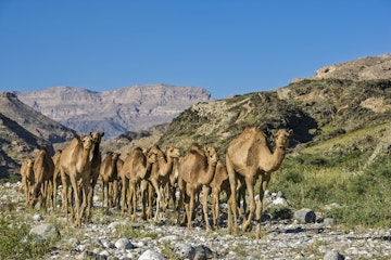 Arabian Peninsula, Sultanate of Oman, Southern Province, Dhofar Governate, Salalah,  Camels (Camelus dromedarius) in dry valley