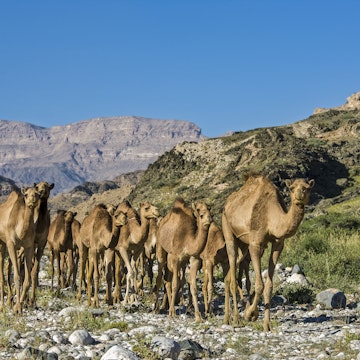 Arabian Peninsula, Sultanate of Oman, Southern Province, Dhofar Governate, Salalah,  Camels (Camelus dromedarius) in dry valley