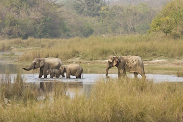 asian wild elephants family crossing the river, Nepal