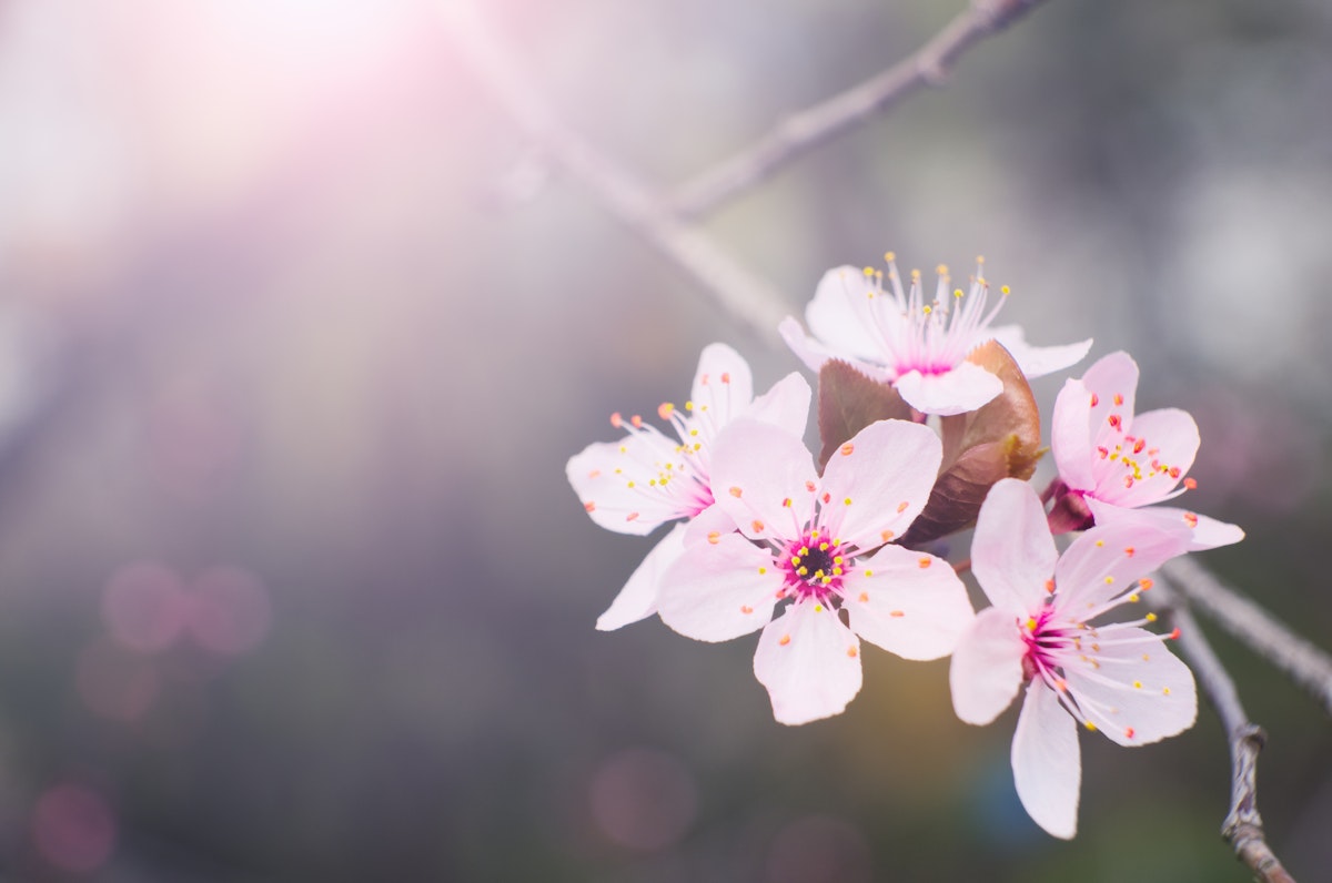 Colorful photo of tree blossoms