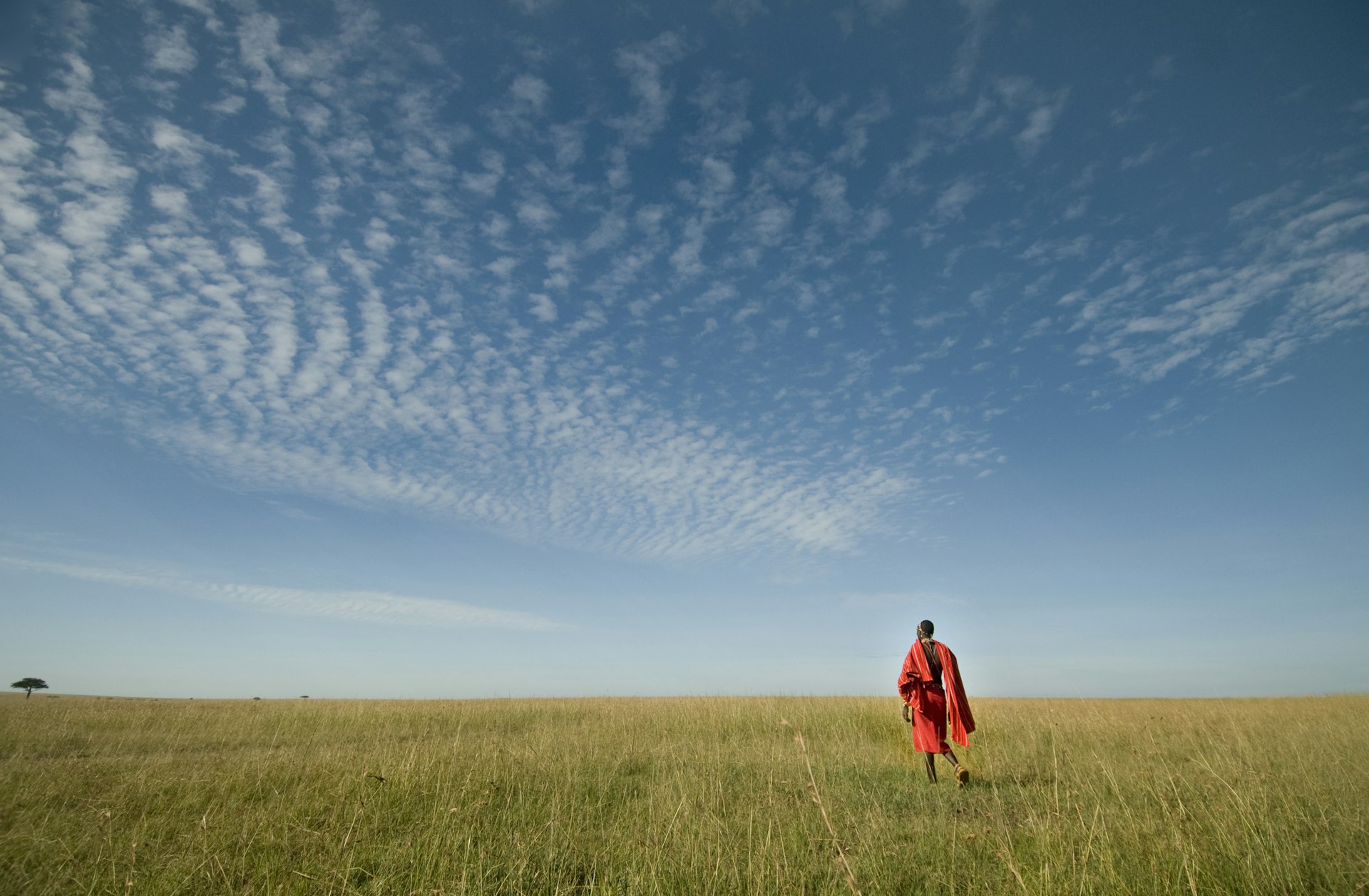 A Maasai person draped with a red blanket walks through grassland 