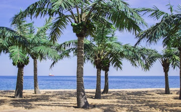palms on the beach