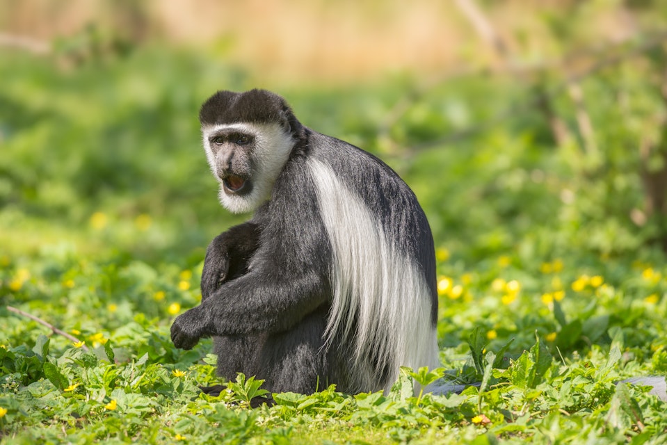Mantled guereza also know as the black-and-white colobus monkey