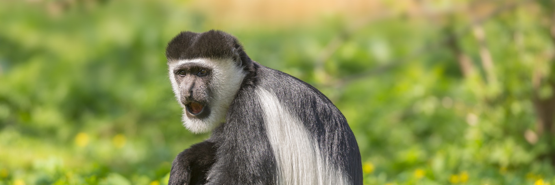 Mantled guereza also know as the black-and-white colobus monkey