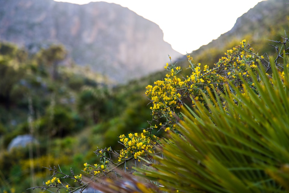 Yellow wild flowers at dawn in Sicily