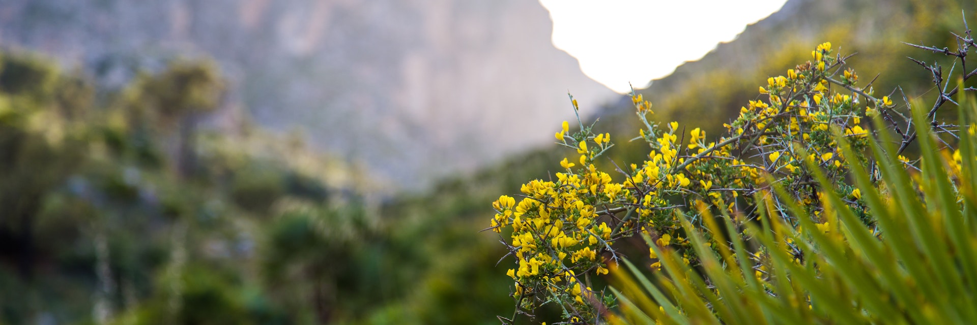 Yellow wild flowers at dawn in Sicily