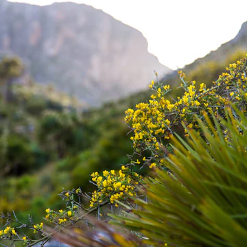 Yellow wild flowers at dawn in Sicily