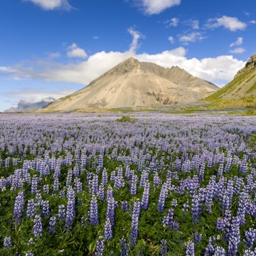 Lupine Field