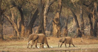 Mana Pools National Park