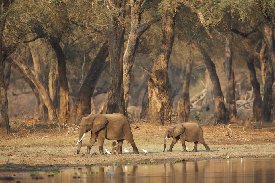 African elephants - Loxodonta africana - walking past a waterhole in acacia woodlands at dawn,  Mana Pools National Park, Zimbabwe, Africa