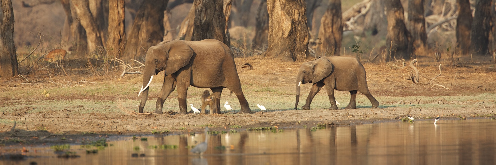 African elephants - Loxodonta africana - walking past a waterhole in acacia woodlands at dawn, Mana Pools National Park, Zimbabwe, Africa